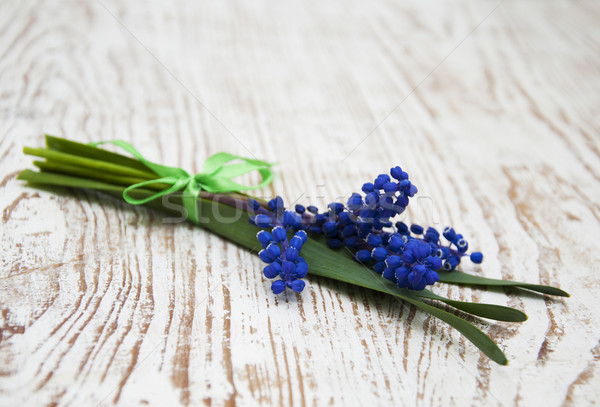 Grape hyacinth Stock photo © Es75