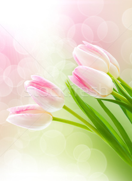 розовый тюльпаны весны bokeh свет цветы Сток-фото © Es75