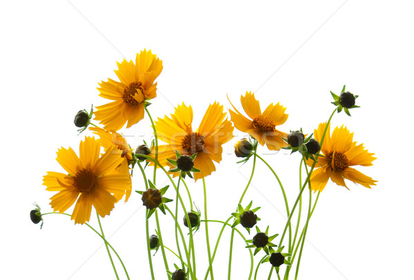 Yellow cosmos flowers Stock photo © Es75