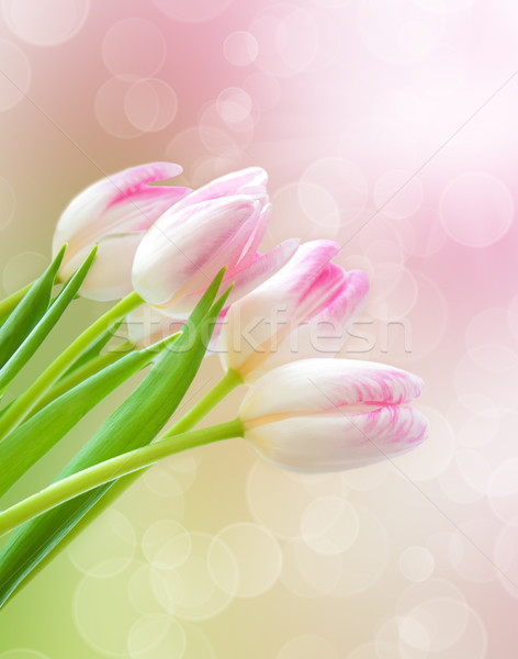 Stock foto: Rosa · Tulpen · Frühling · bokeh · Licht · Ostern