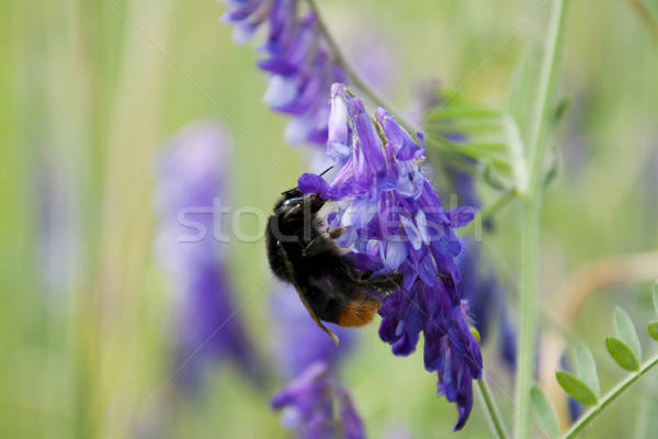 Bumble Bee Stock photo © Es75
