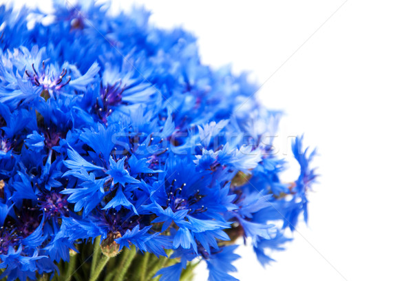 Blu isolato bianco fiore natura bellezza Foto d'archivio © Es75