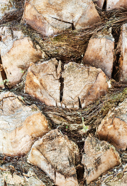 Schors palmboom textuur natuur achtergrond reizen Stockfoto © Es75