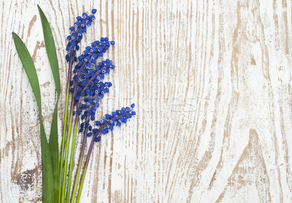 Grape hyacinth Stock photo © Es75