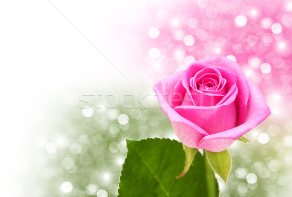 Rózsaszín rózsa virág bokeh rózsa levél rózsák Stock fotó © Es75