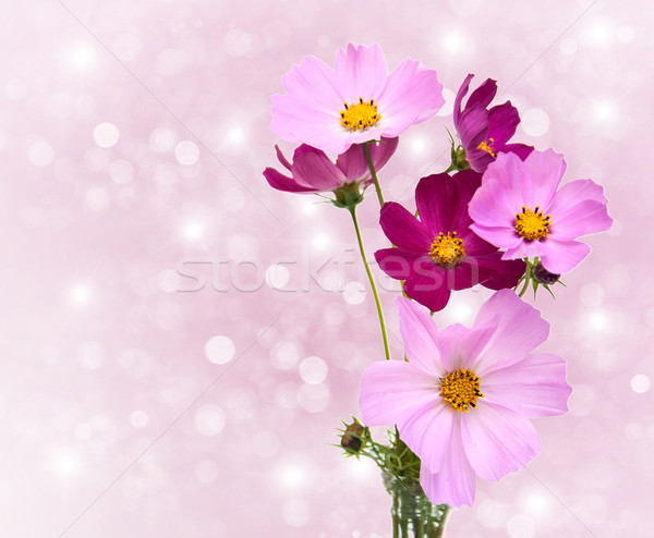 Stock photo: Cosmos flowers