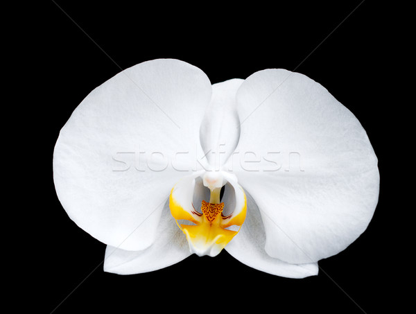 Foto stock: Branco · orquídeas · flores · preto · natureza · beleza