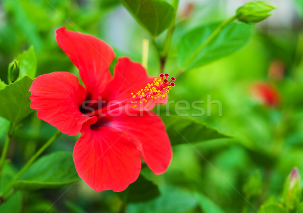Red hibiscus flowers Stock photo © Es75