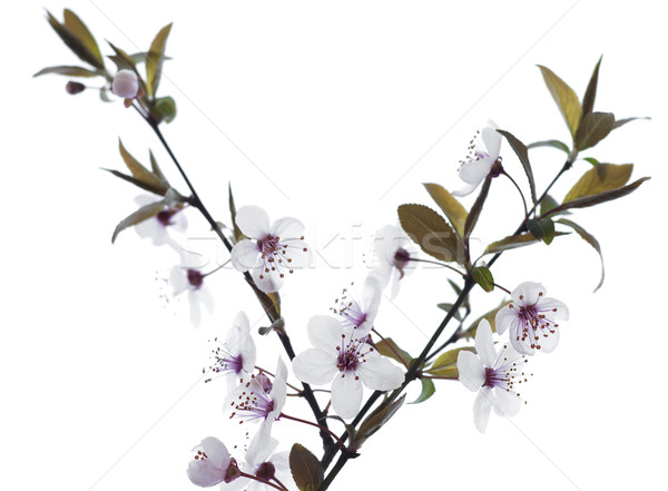 Kersenbloesem witte bloem bloemen voorjaar natuur Stockfoto © Es75