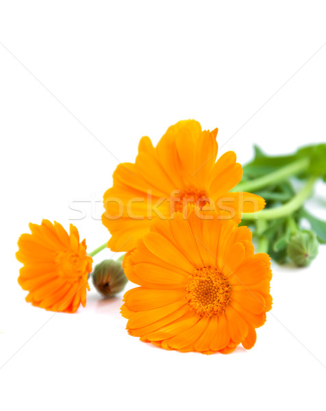 calendula flowers  Stock photo © Es75