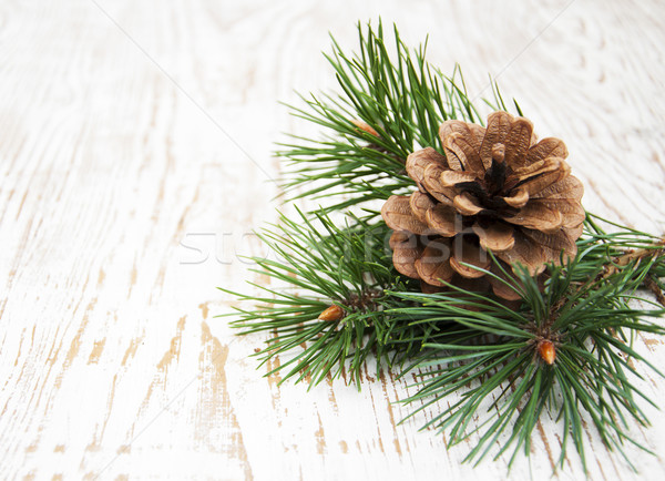 Pine cone Stock photo © Es75