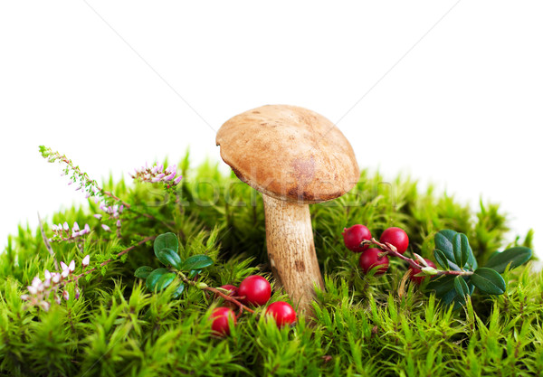 Forest mushroom in moss Stock photo © Es75
