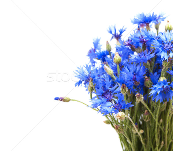 букет синий цветы лист красоту лет Сток-фото © Es75