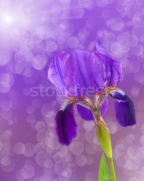 Violet iris floare bokeh lumina frunze Imagine de stoc © Es75