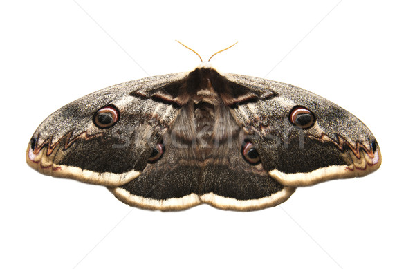 Riese Pfau isoliert weiß Schmetterling Natur Stock foto © Es75