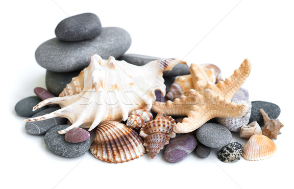 Small heap of sea stones and beige cockleshell Stock photo © Es75