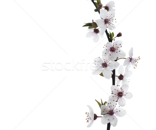 Kersenbloesem witte bloem bloemen voorjaar natuur Stockfoto © Es75