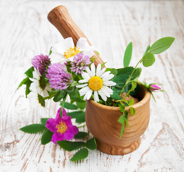 Foto stock: Flores · silvestres · ervas · madeira · primavera · natureza · beleza