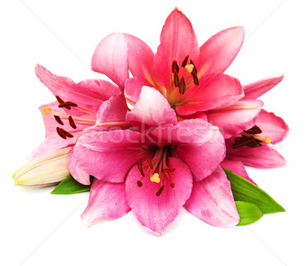 Stock fotó: Rózsaszín · liliom · izolált · fehér · tavasz · természet