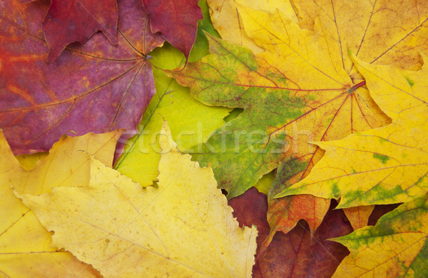 Mixture of Autumn leaves Stock photo © Es75