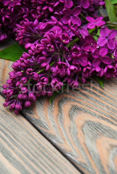 Stock photo: Lilac flowers