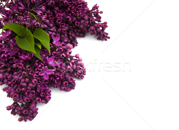 Lila flores púrpura blanco árbol jardín Foto stock © Es75