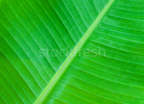 Green palm leaves Stock photo © Es75