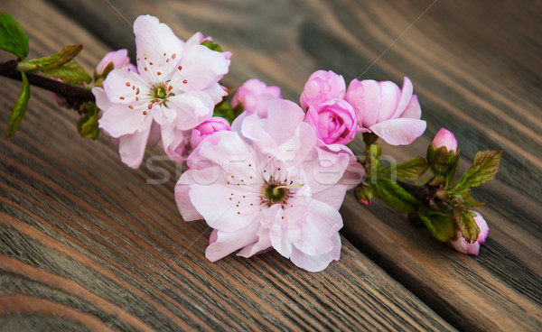 Sakura Blüte rosa alten Holz Blumen Stock foto © Es75