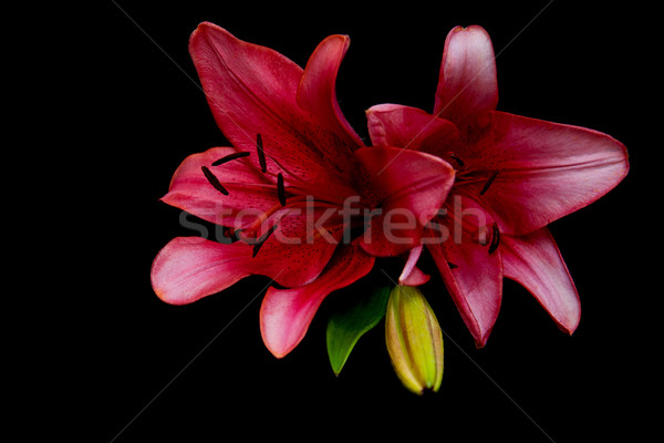 Pink lily Stock photo © Es75