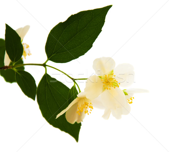 [[stock_photo]]: Jasmin · fleurs · blanche · printemps · nature · feuille