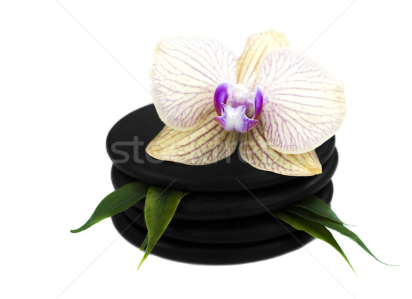 Spa kamienie Orchidea kwiat charakter Zdjęcia stock © Es75