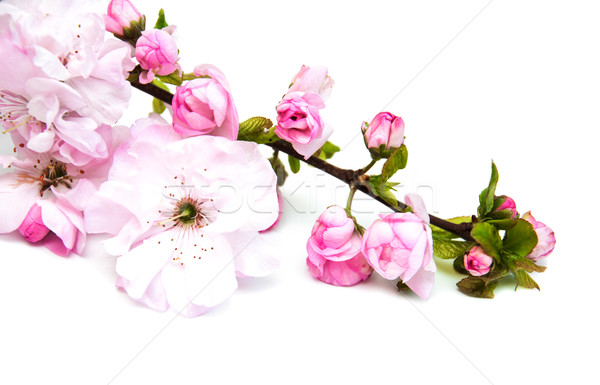 Stockfoto: Sakura · bloesem · witte · roze · boom · blad