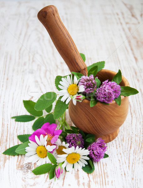 [[stock_photo]]: Fleurs · sauvages · marguerites · trèfle · herbes · bois · printemps