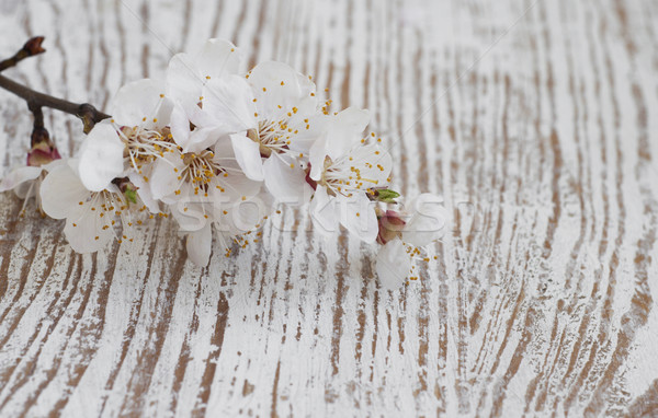 Spring  blossom Stock photo © Es75