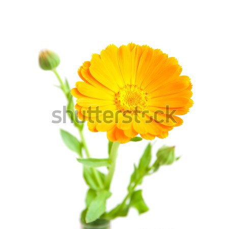 calendula flowers Stock photo © Es75