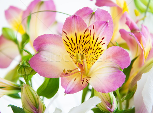 Stok fotoğraf: Buket · çiçekler · güzel · çiçek · doğa · yaprak