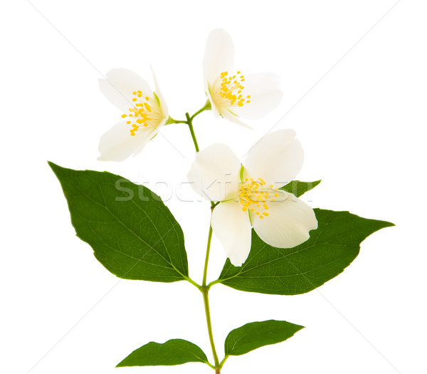 Yasemin çiçekler beyaz bahar doğa yaprak Stok fotoğraf © Es75