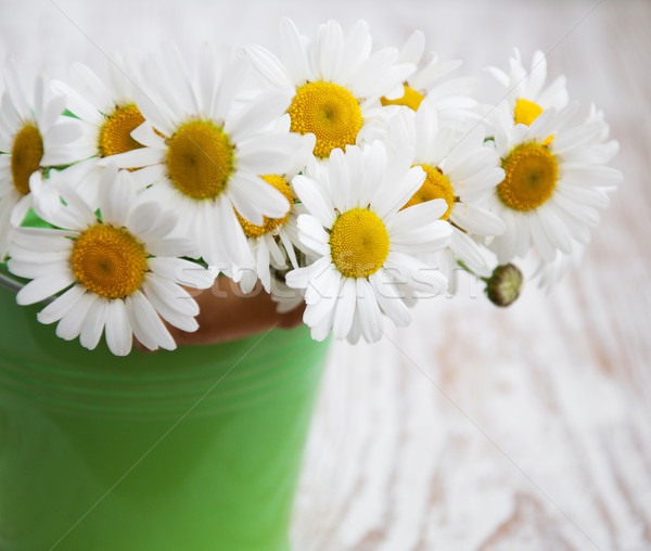 Stock photo: Daisy flowers 