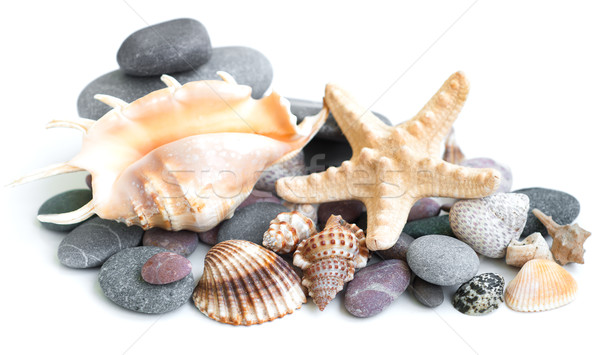 Small heap of sea stones and beige cockleshell Stock photo © Es75