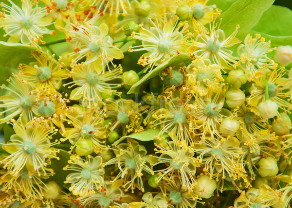 Foto d'archivio: Fiori · natura · fresche · albero · legno