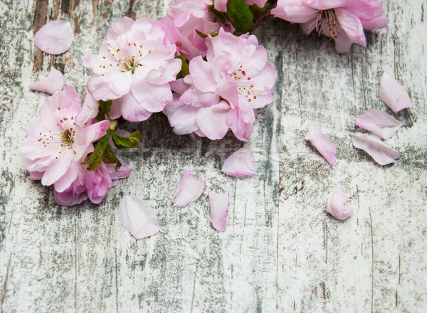 Sakura fiore vecchio legno confine rosa Foto d'archivio © Es75