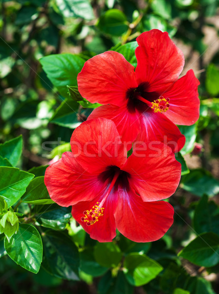 Red hibiscus flowers Stock photo © Es75