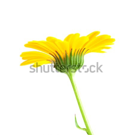 [[stock_photo]]: Fleurs · blanche · nature · beauté · médecine · tête