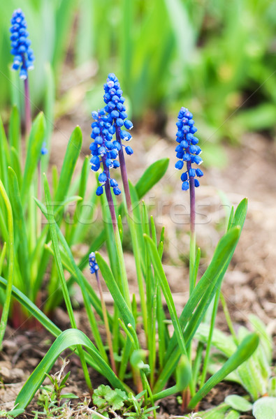 Spring muscari flowers Stock photo © Es75