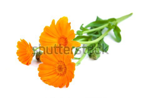 calendula flowers Stock photo © Es75