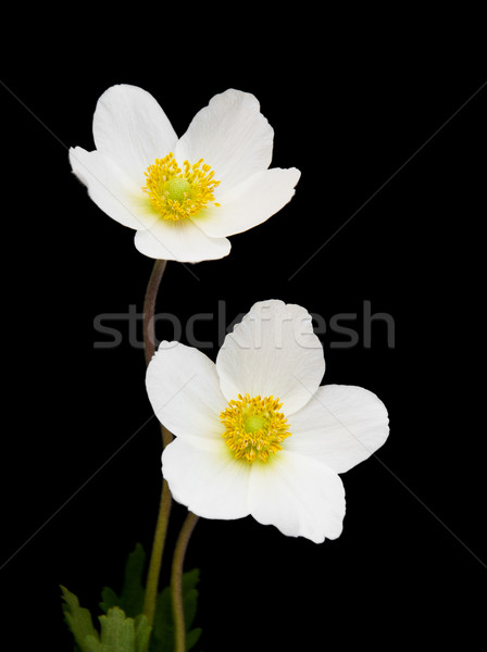 White anemone flowers Stock photo © Es75
