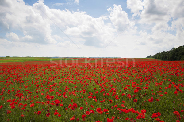 Poppies on a field Stock photo © Es75