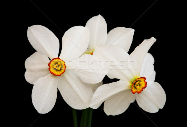 Stock foto: Narzissen · schwarz · Narzisse · Blumen · isoliert · Garten