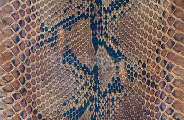 Serpiente piel textura marrón cuero resumen Foto stock © Es75