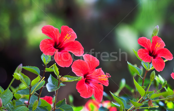 Rouge hibiscus fleur naturelles vert bokeh [[stock_photo]] © Escander81